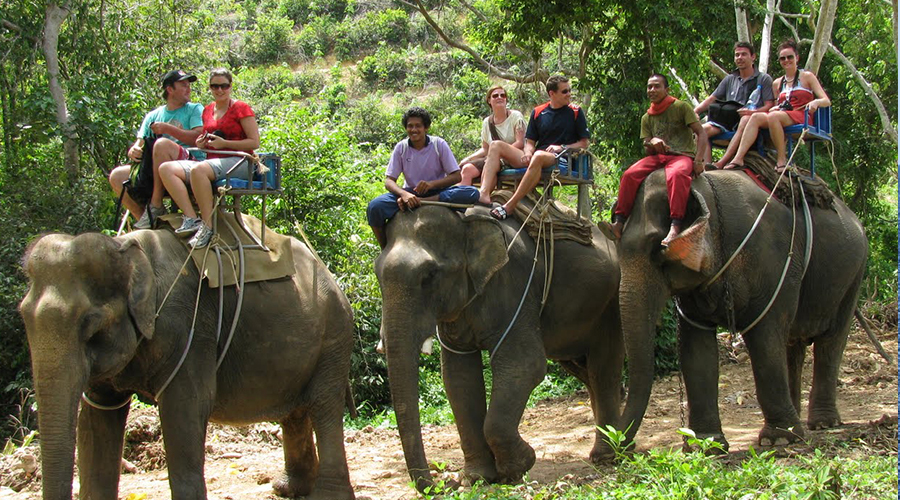 Elephant Trekking