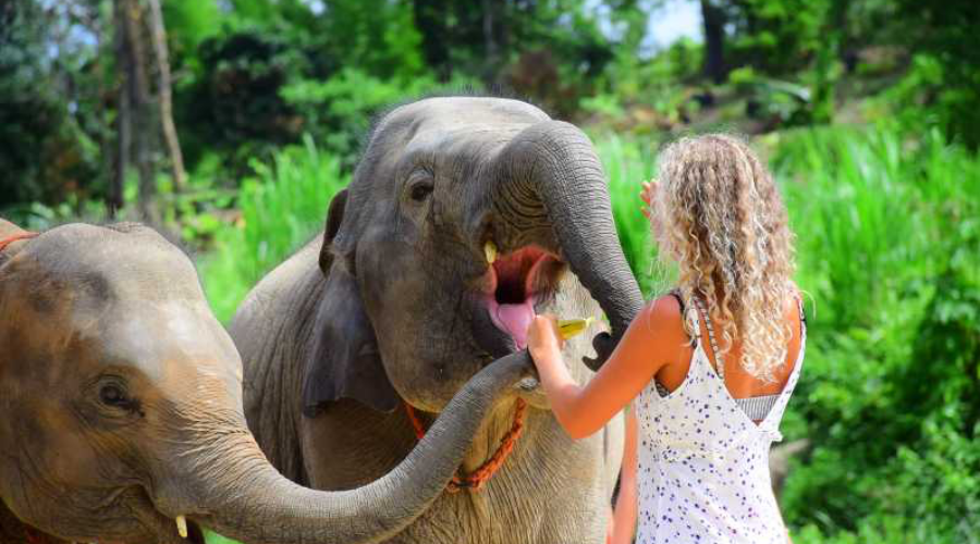 Phuket Elephants Sanctuary Center